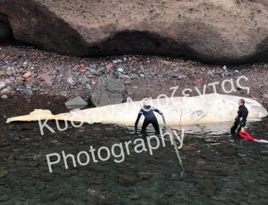 Σαντορίνη: Άνοιξαν το στομάχι της τεράστιας φάλαινας και ο λόγος για τον οποίο πέθανε είναι απογοητευτικός (φωτο-βιντεο)